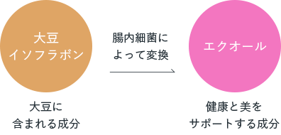 健やかさと美しさを保つ力「エクオール」
