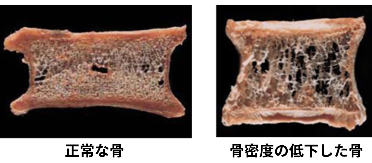 豊中市の整形外科かとう整形在宅クリニックのリハビリスタッフ一同
